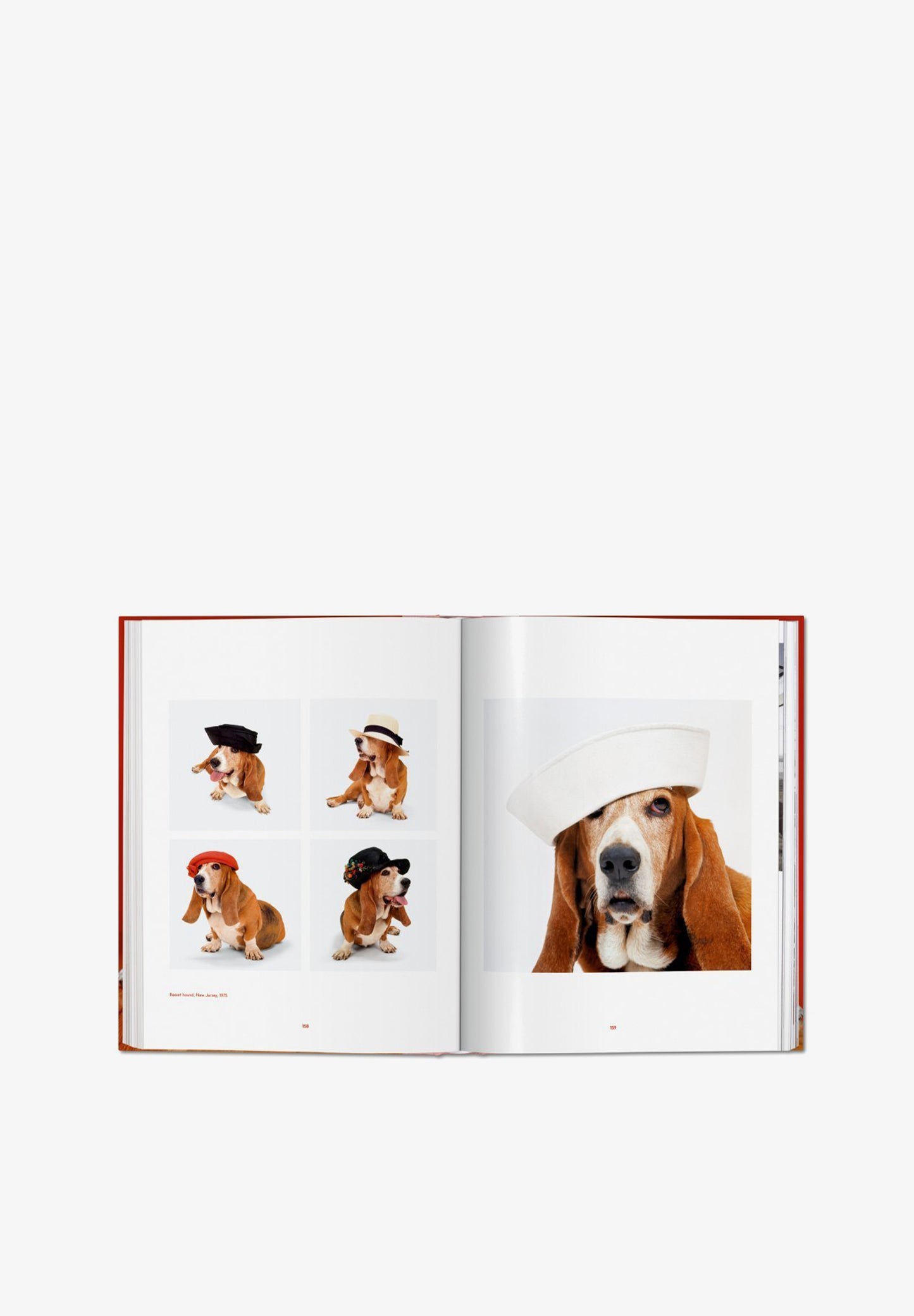 TASCHEN | LIBRO WALTER CHANDOHA DOGS