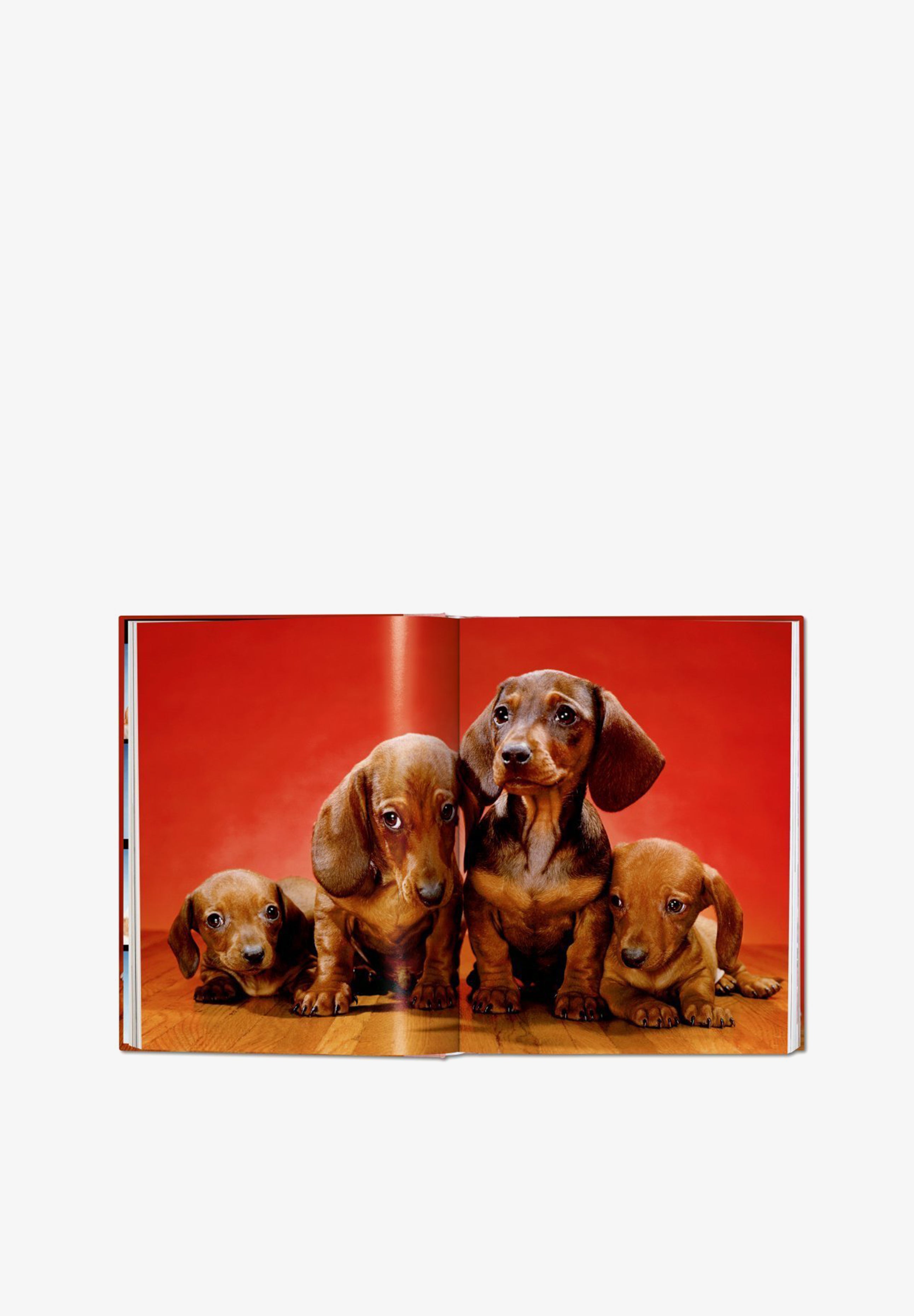 TASCHEN | LIBRO WALTER CHANDOHA DOGS - Scalpers