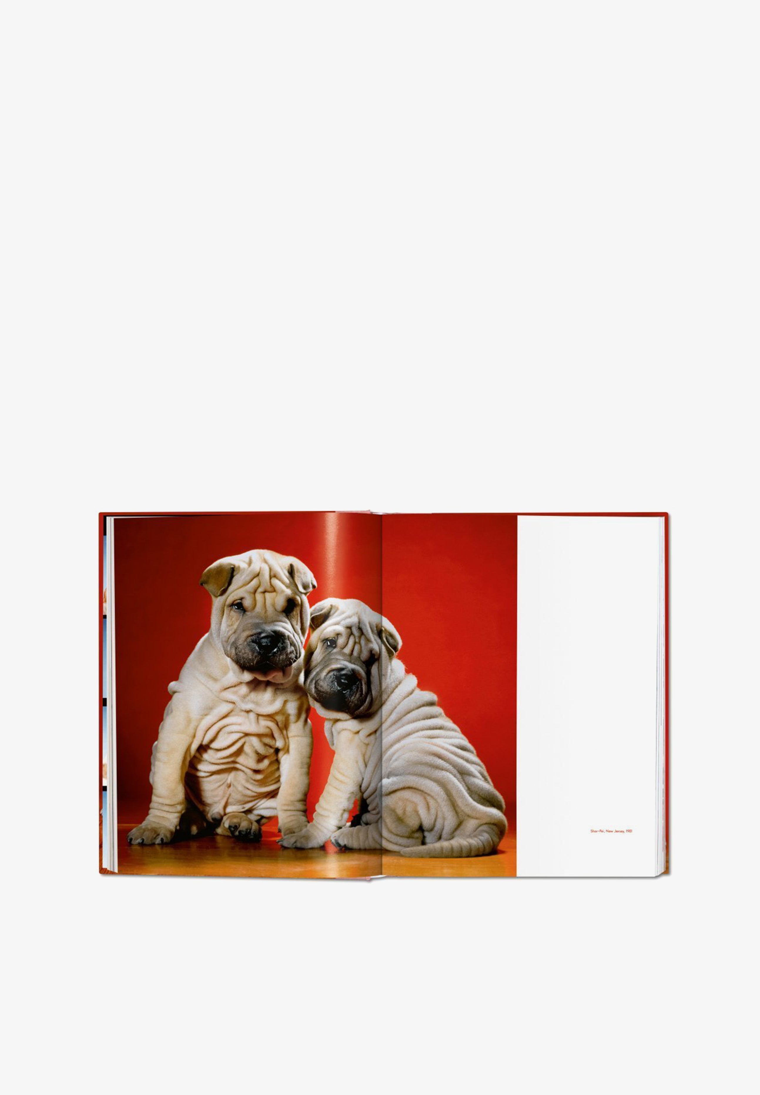 TASCHEN | LIBRO WALTER CHANDOHA DOGS - Scalpers