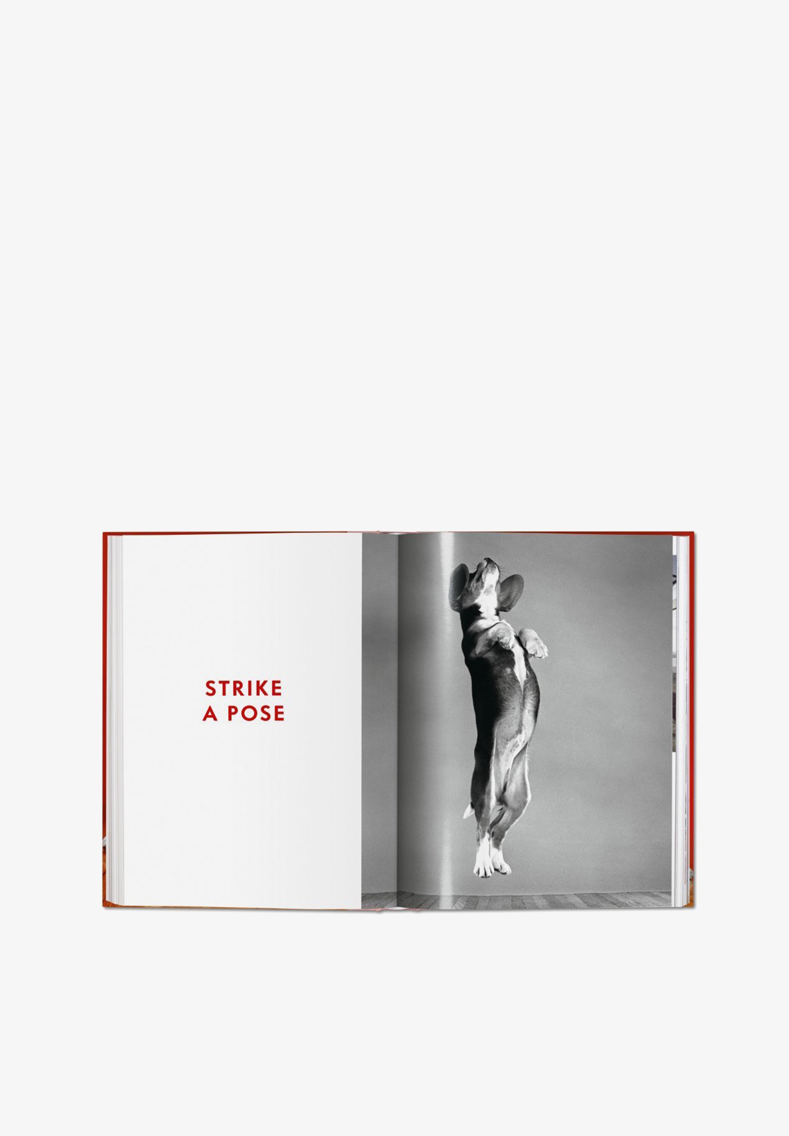 TASCHEN | LIBRO WALTER CHANDOHA DOGS - Scalpers