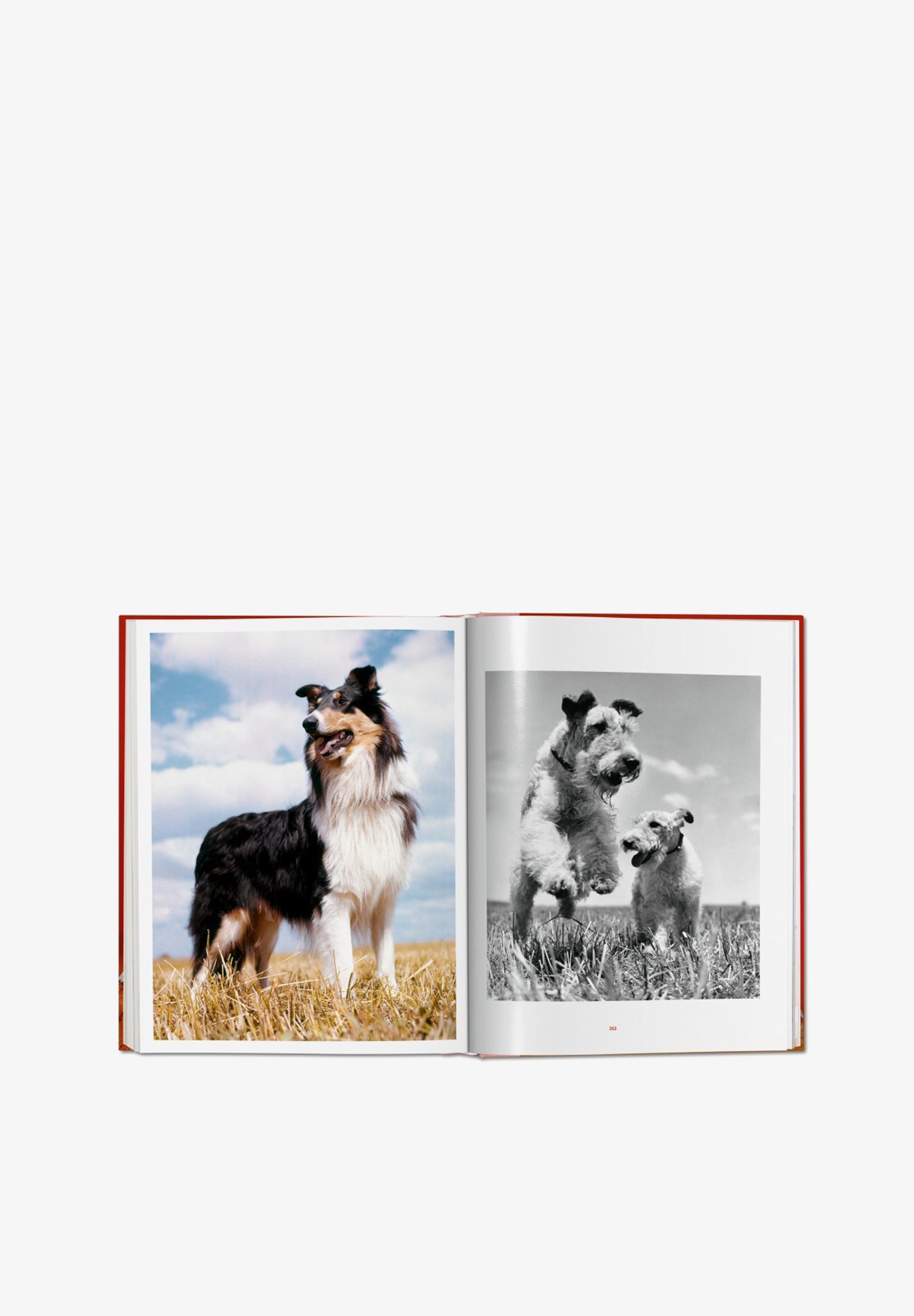 TASCHEN | LIBRO WALTER CHANDOHA DOGS - Scalpers