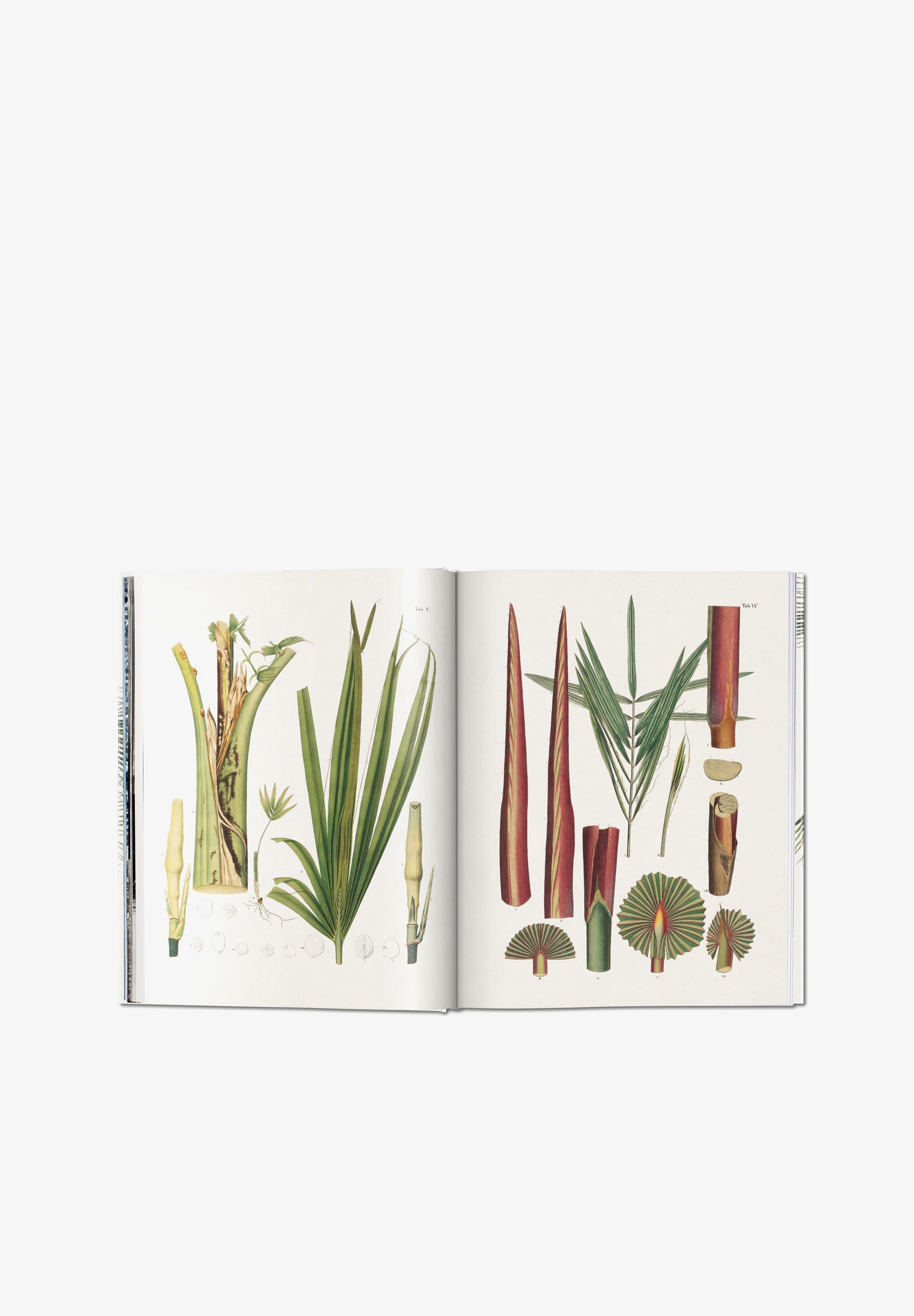 TASCHEN | LIBRO BOOK OF PALMS - Scalpers