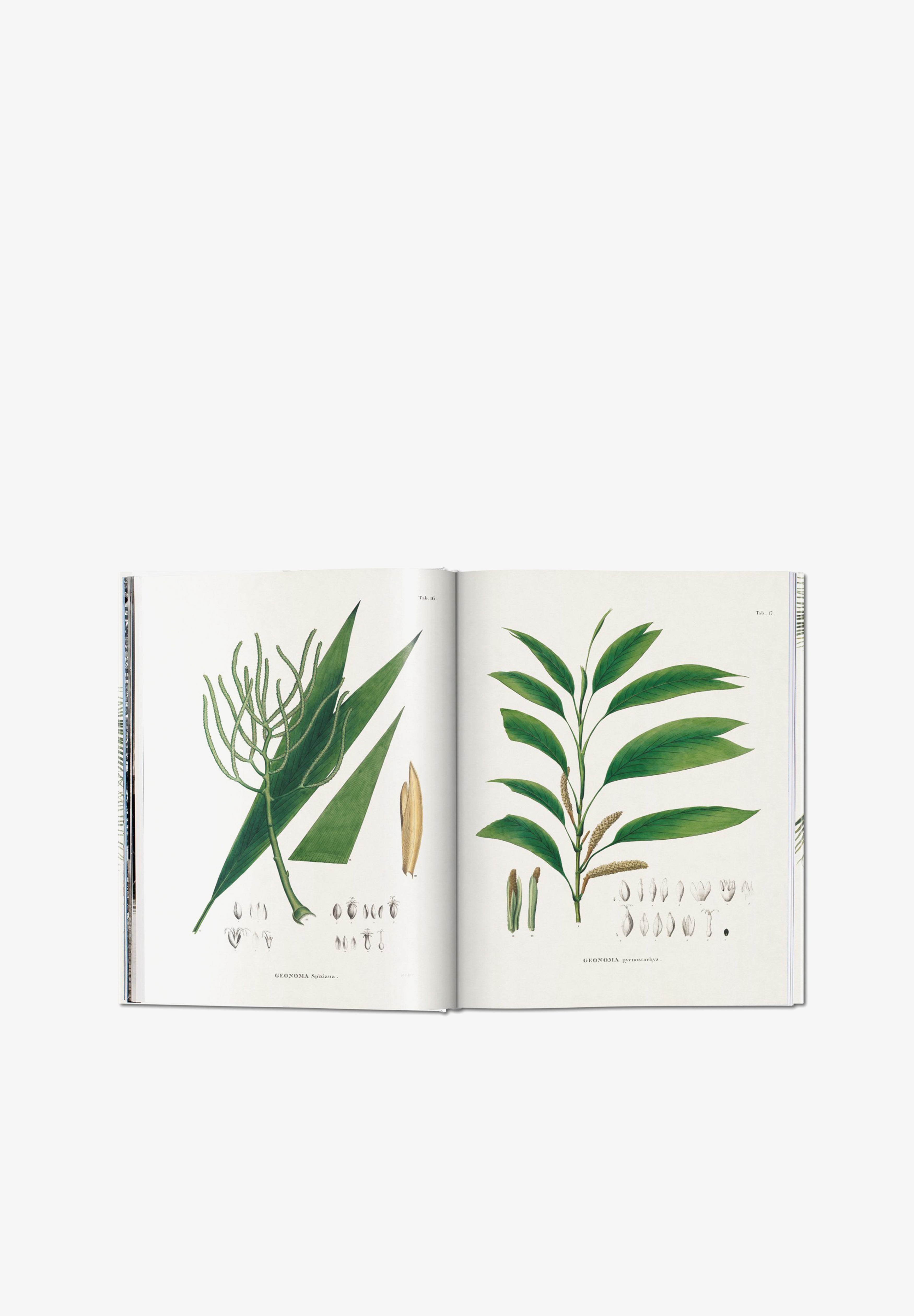 TASCHEN | LIBRO BOOK OF PALMS - Scalpers