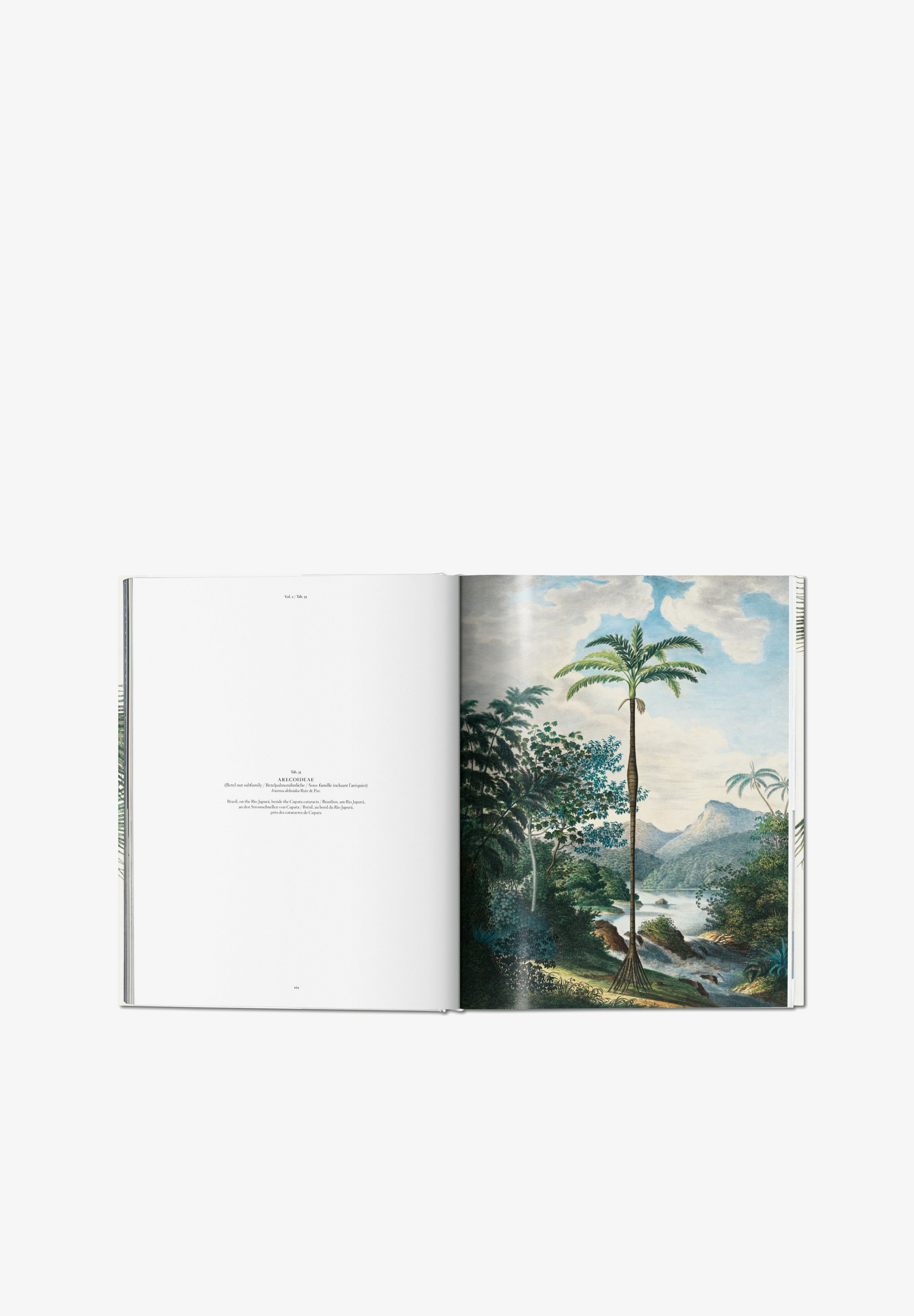 TASCHEN | LIBRO BOOK OF PALMS - Scalpers