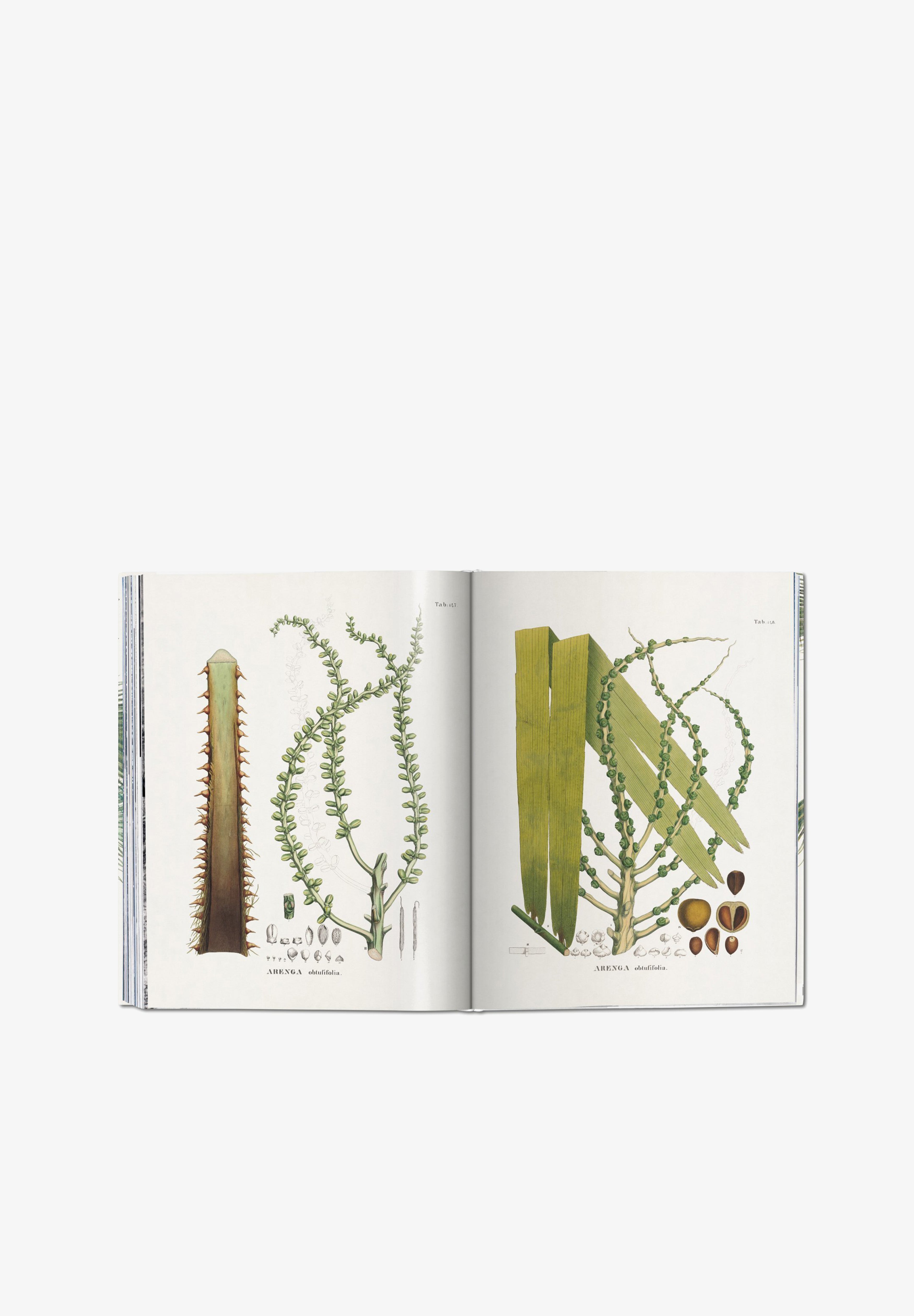 TASCHEN | LIBRO BOOK OF PALMS - Scalpers