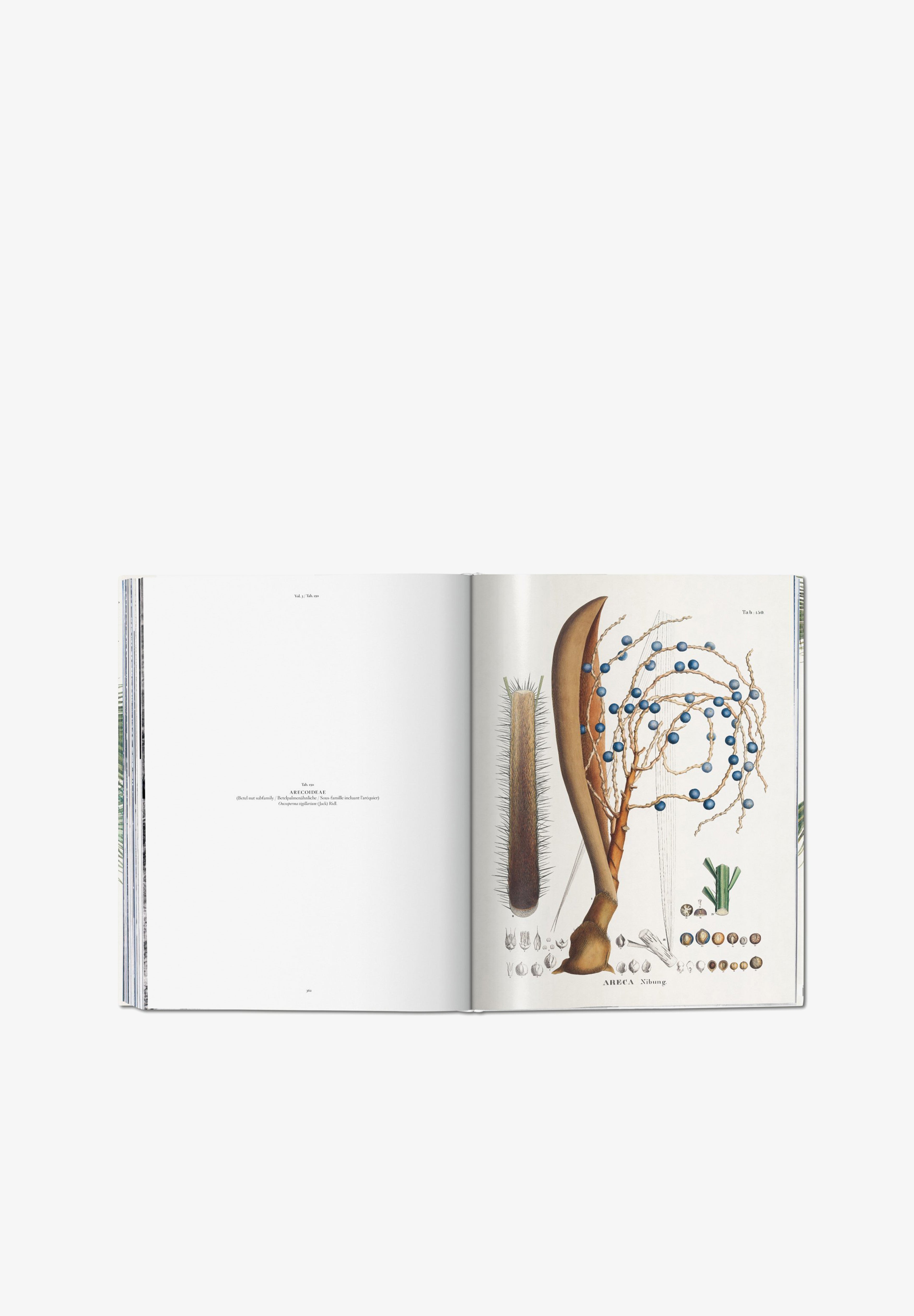 TASCHEN | LIBRO BOOK OF PALMS - Scalpers